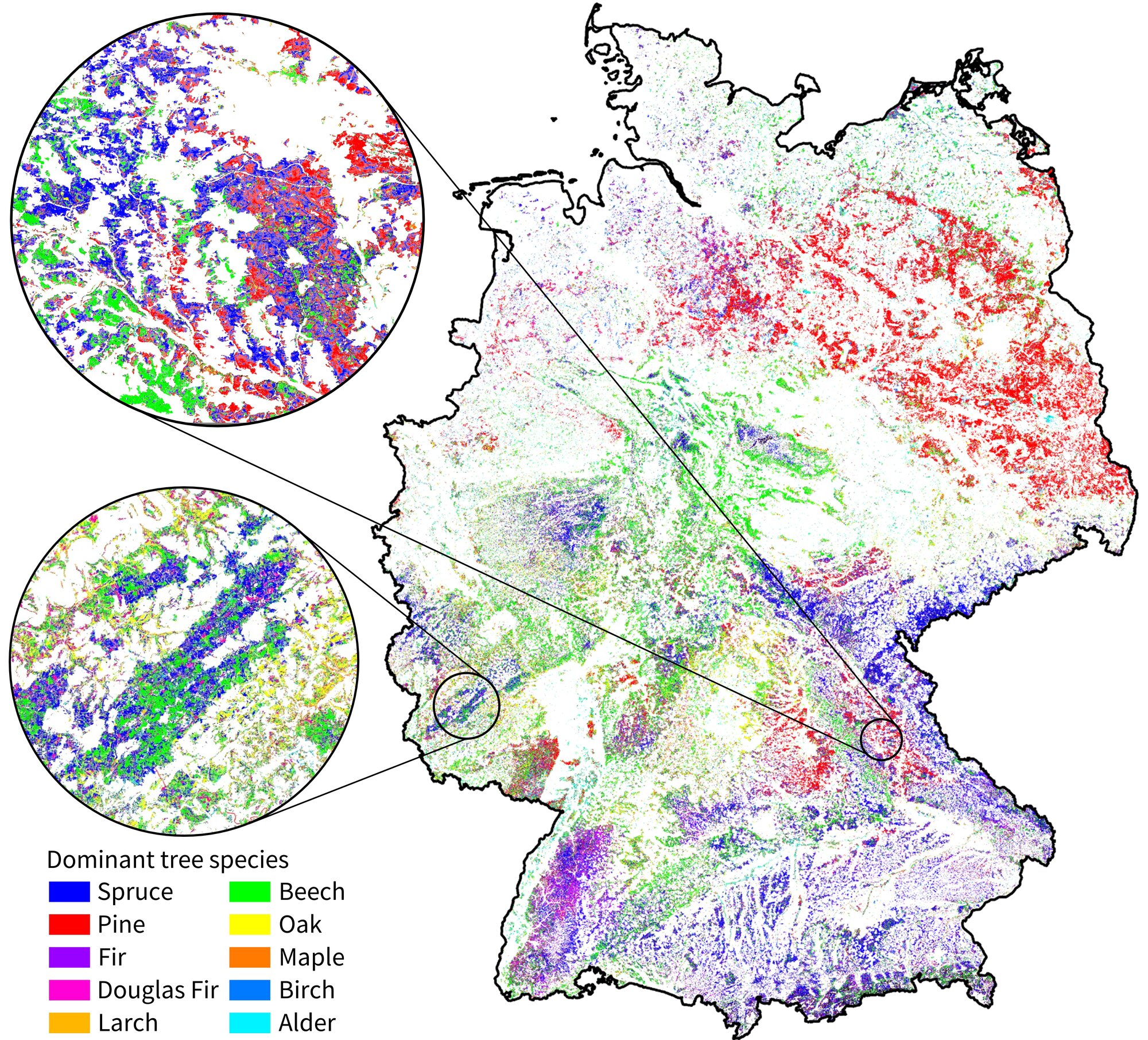 Die Verteilung unterschiedlicher Baumarten ist in verschiedenen Farben auf einer Deutschlandkarte dargestellt.